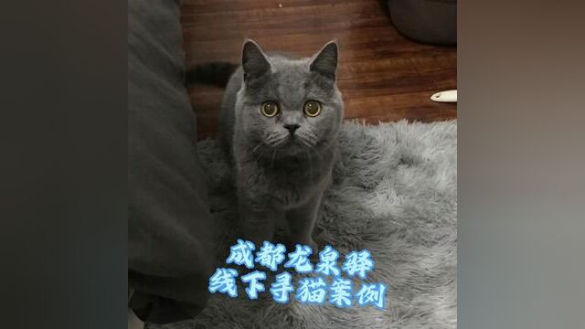 今日分享一例成都龙泉驿线下寻猫案例,铲屎官在猫咪丢失两天后联系到我们,第一时间安排工作人员过去开展救援工作#喵太萌寻宠团队