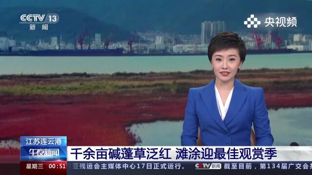 江苏连云港千余亩碱蓬草泛红,滩涂迎最佳观赏季