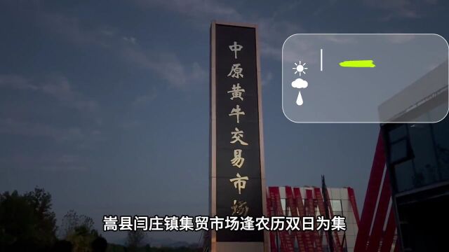 嵩县:“犇”向产业发展致富牛