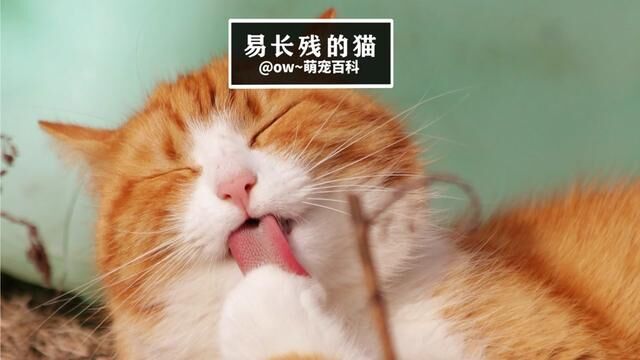 喵喵喵#猫咪 #宠物知识 #谁能拒绝傻憨憨的小猫咪