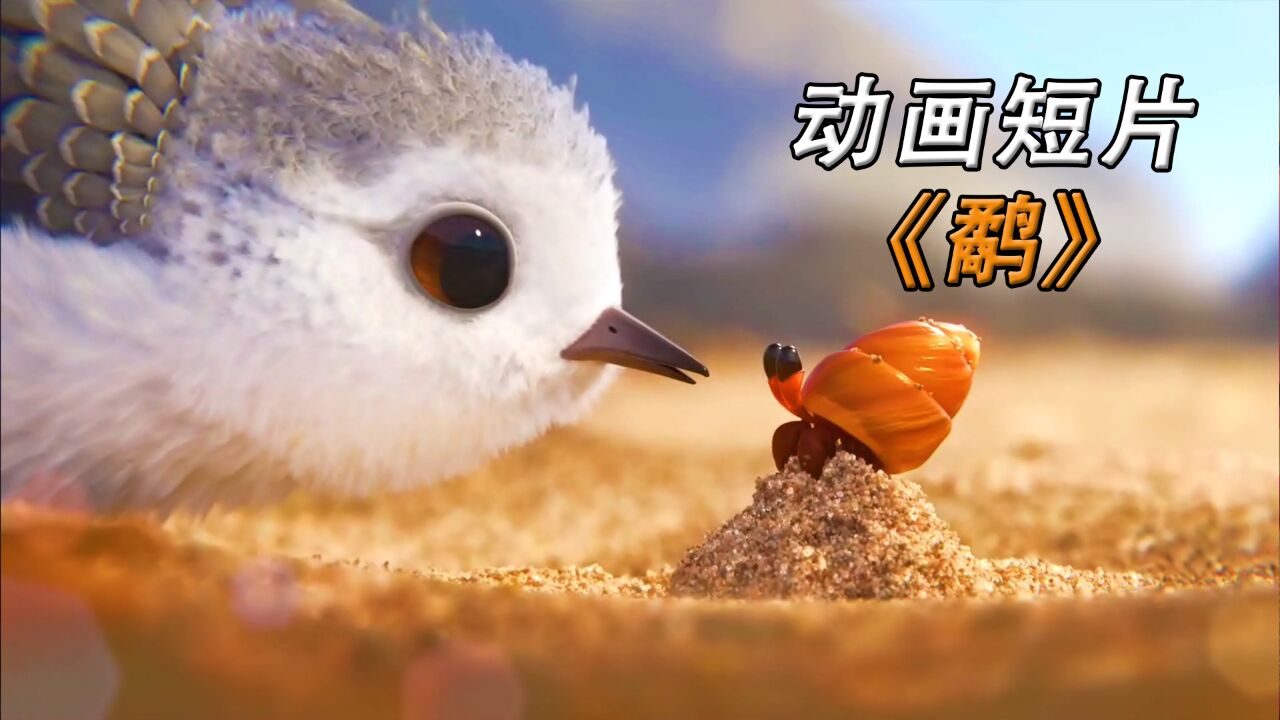 奥斯卡最佳动画短片,小鹬鸟的成长,感动无数家长