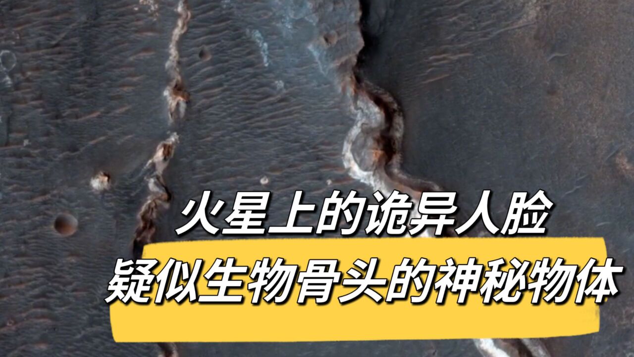 火星上的生物图片