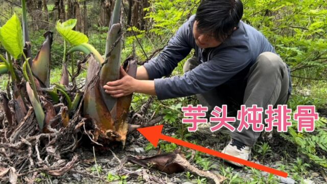 河边发现两棵巨型野生大芋头 猜测至少长了10年 挖起来后高兴坏了