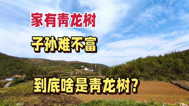 俗语:家有青龙树,子孙不难富!到底啥是青龙树?