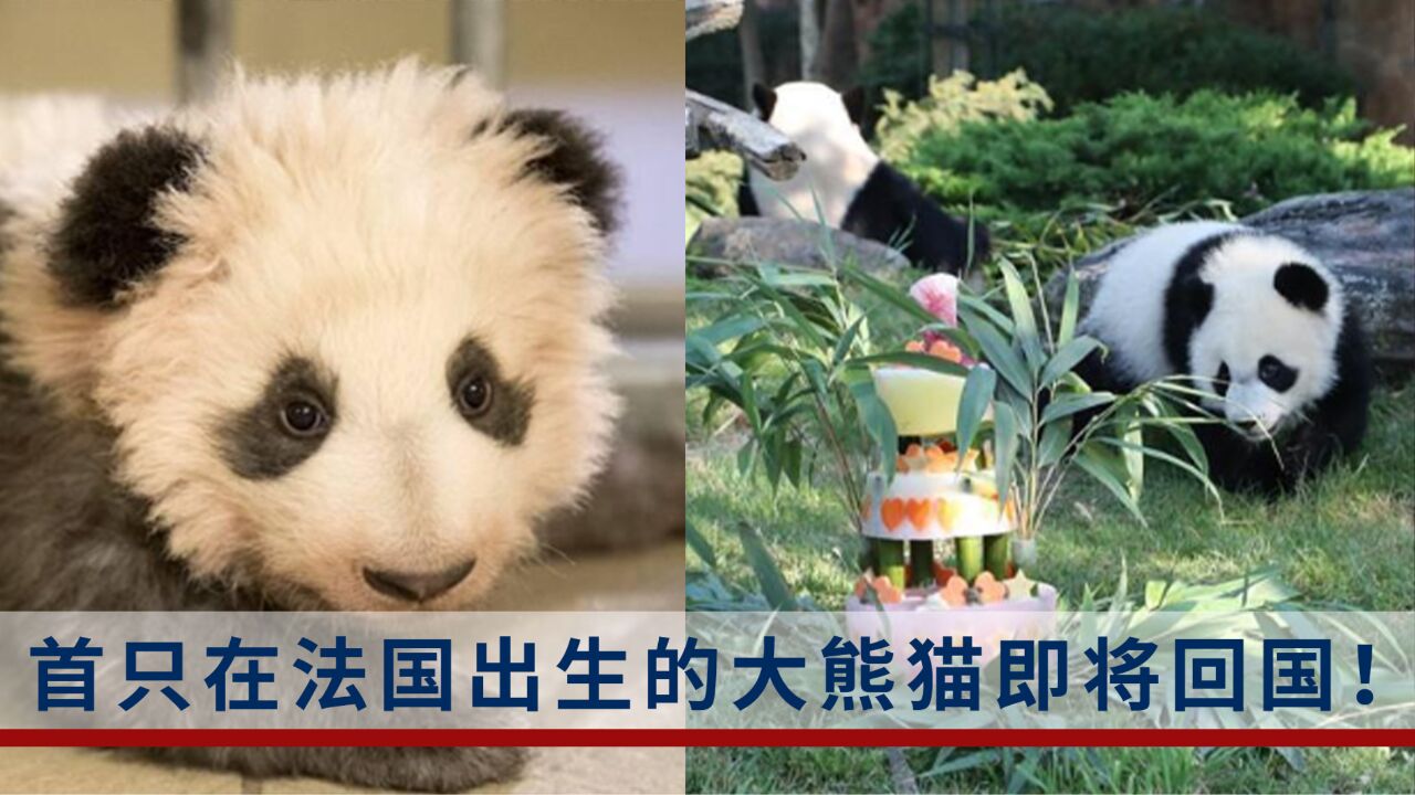 法国出生的大熊猫图片