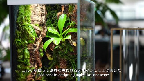 制作食虫植物和苔藓的生态缸#112