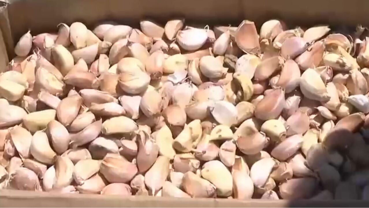 大蒜播种机实地测试,看效果如何,大蒜有序“排队”下地_高清1080P在线观看平台_腾讯视频