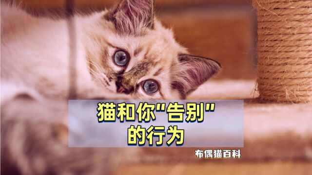 布偶猫这些行为,是在和你“告别”,别傻傻不知道