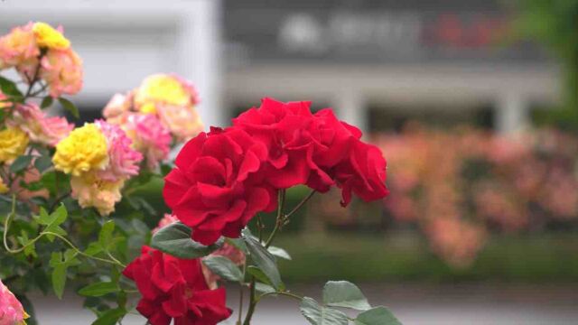 月季、芍药、金钱菊、锦带、蔷薇…五月的曲阜不要太浪漫哦!