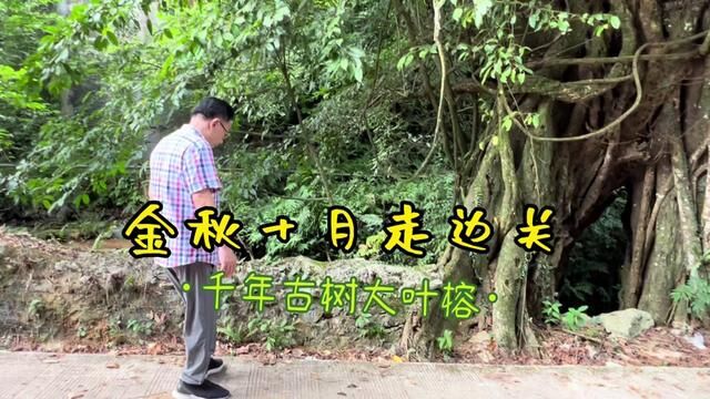 金秋十月走边关24 千年古树大叶榕#在那遥远的小山村 #千年古树 #走进乡村