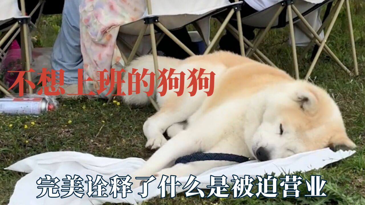 这年头连狗子都不想上班了,安检犬早班困成狗,完美诠释被迫营业 _高清1080P在线观看平台_腾讯视频