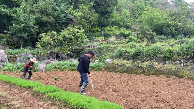 农村人栽种番薯苗,用了这妙招,大家见过没