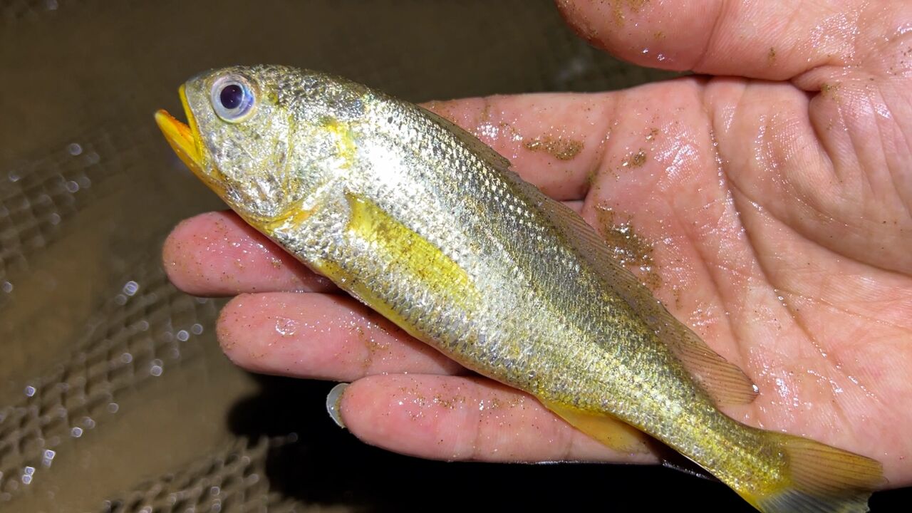 小斗夜间赶海,抓到活体黄花鱼,赶海一般抓不到