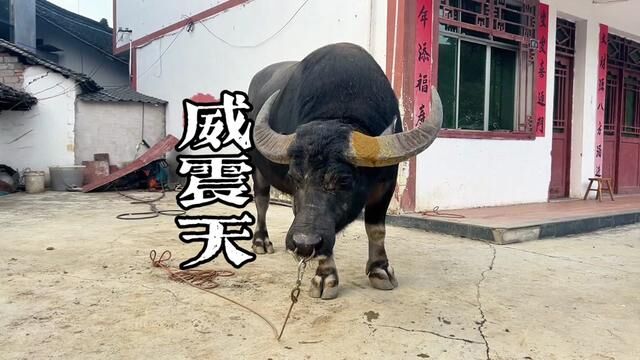 中国四不限比赛的顶尖选手,金鑫公司当家牛王——威震天.#斗牛比赛 #斗牛解说 #牛王