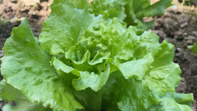 家庭种植生菜开春后播种比冬天长势快,移栽1个月就能收获无虫害