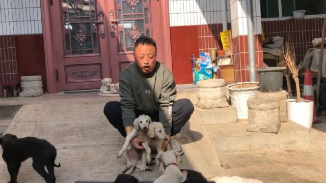 这群全是古老猎犬陕细犬,特点是忠心护主看家护院,来欣赏品评下