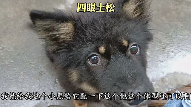 四眼土松好看吧! #这么可爱的狗狗当然要宠着啊 #中华田园犬 #健宠缘