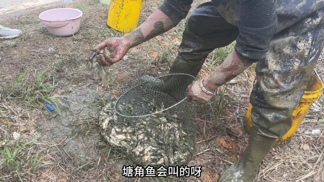 暴雨后一夜之间,鱼塘出口冲跑了5000斤鱼,引来村民帮忙捡漏抓鱼