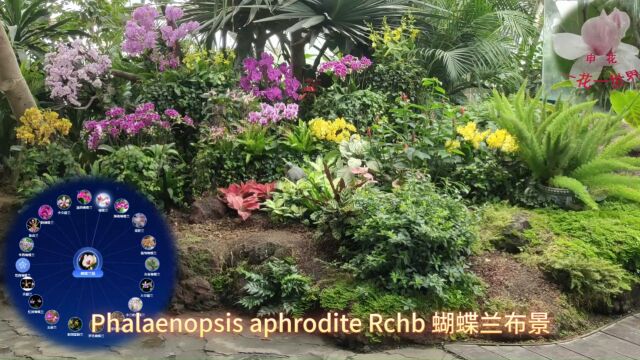 Phalaenopsis aphrodite Rchb 蝴蝶兰布景3