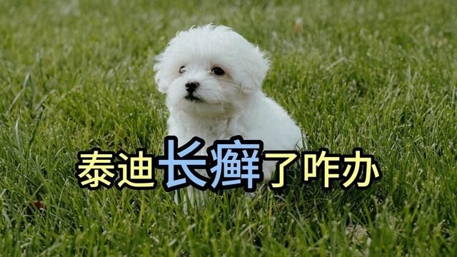 泰迪长癣了咋办 #泰迪犬 #贵宾犬 #宠物知识