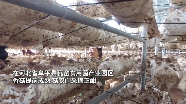 河北阜平:科技赋能 小香菇撑起“富民伞”