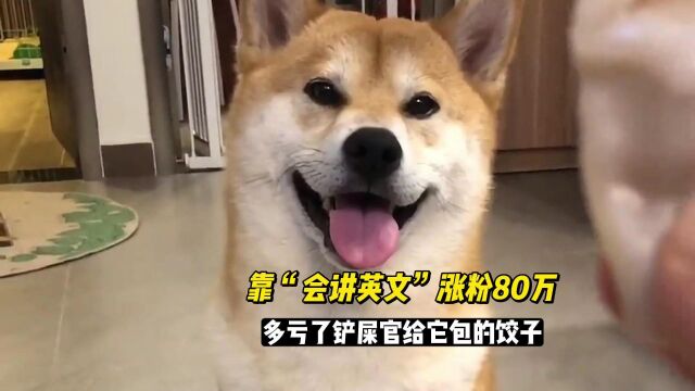 柴犬小铁,靠“会讲中英文”涨粉80万,多亏了铲屎官给它包的饺子