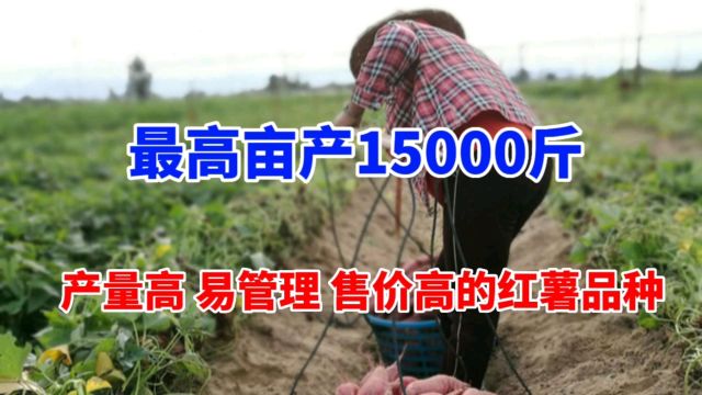 亩产高达15000斤,几个售价高、销路好的红薯品种,值得你种植