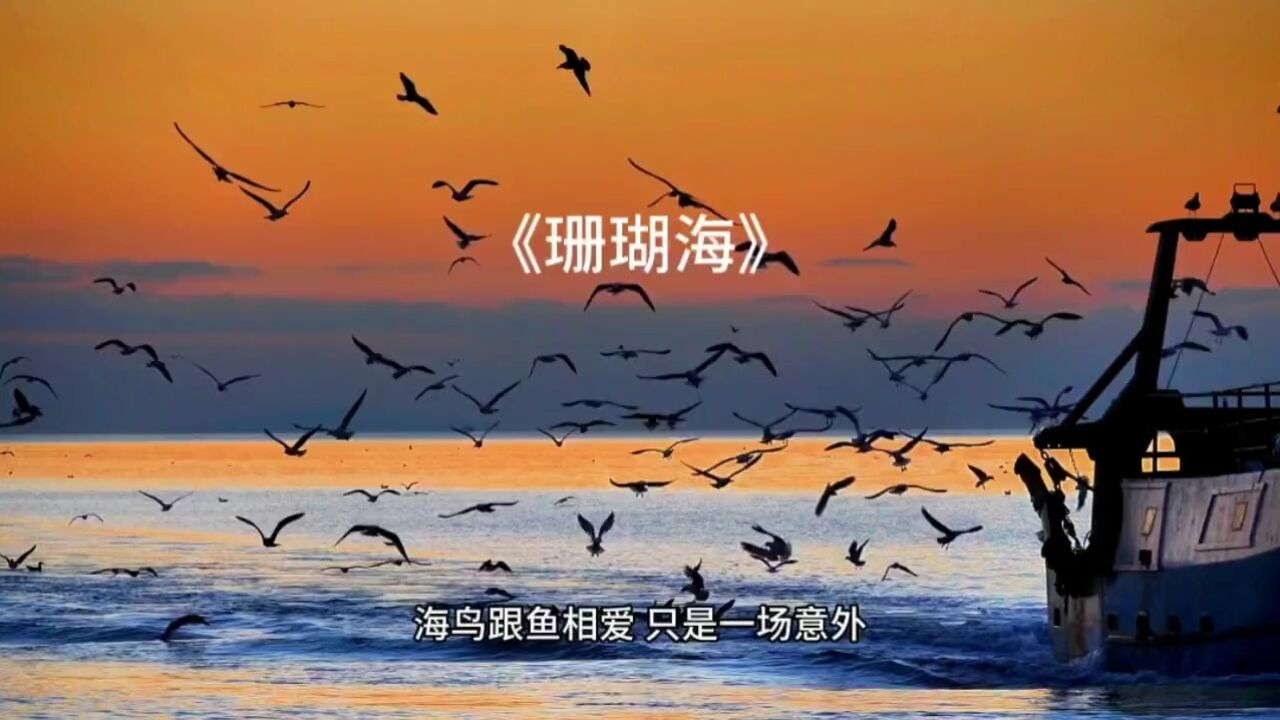 海鸟与鱼相爱图片