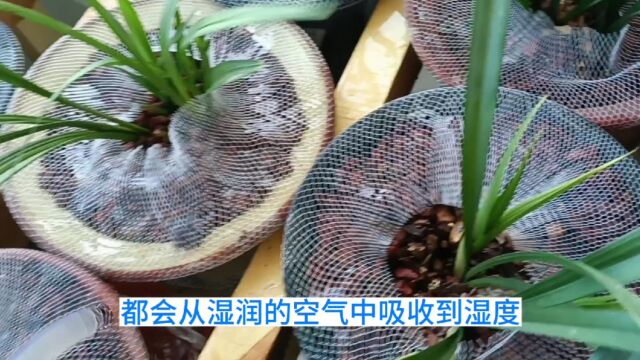 高温高湿季节怎样给兰花浇水?能补盆面水和叶面水吗