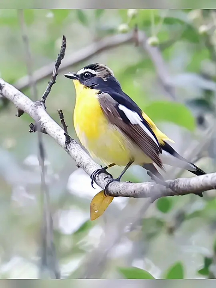 白眉姬鹟 #野生动物 #野生鸟类摄影