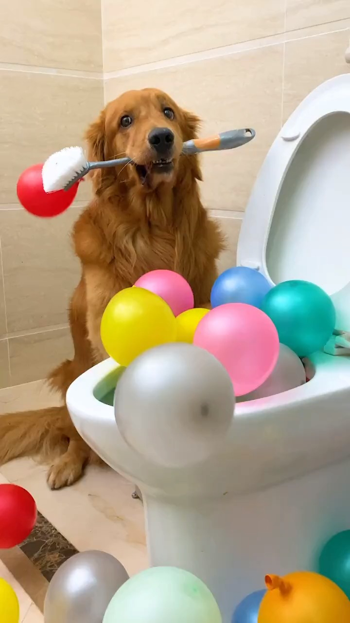 这狗狗又来坑爸爸了宠物金毛轮胎粑粑.