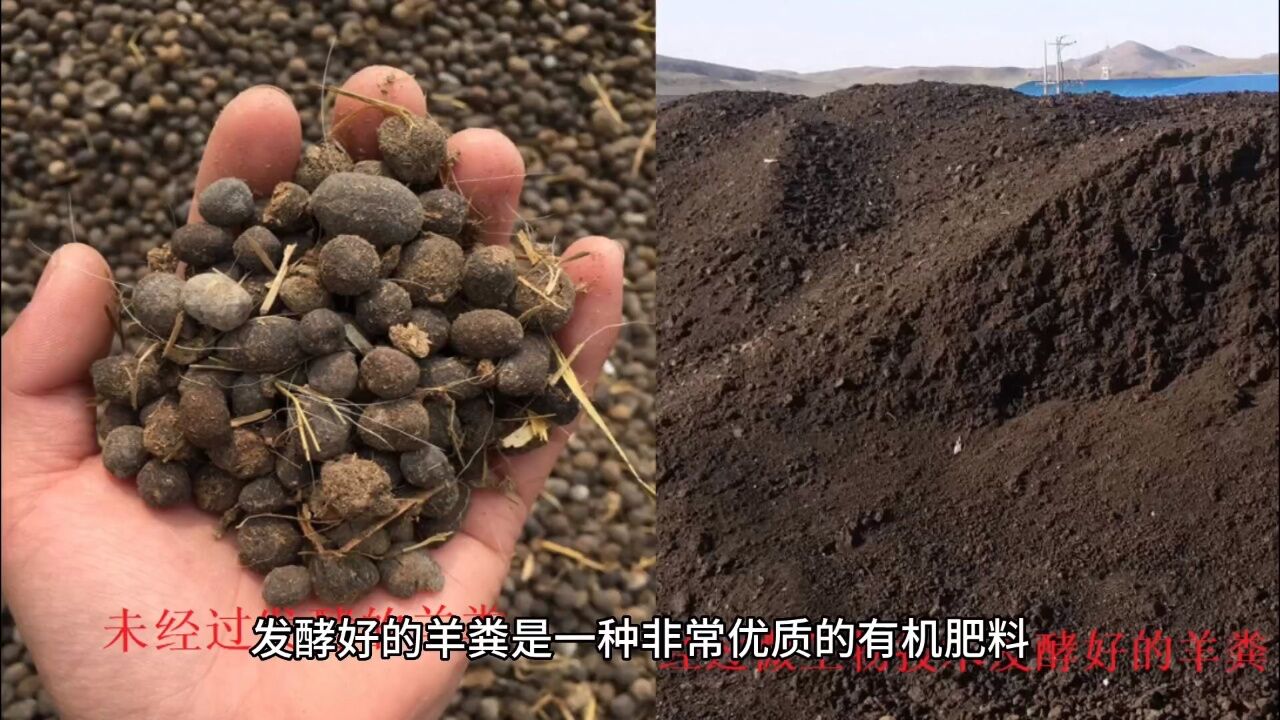 教你如何简单方便又快速的发酵羊粪成为羊粪有机肥!#羊粪#羊粪有机肥_高清1080P在线观看平台_腾讯视频