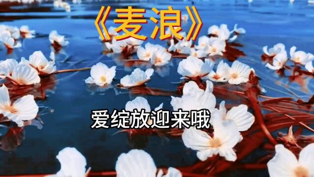 音乐欣赏《麦浪》