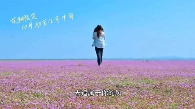 跟着抖音达人探访鄱阳湖花海盛宴|奔赴漫漫花海间,沉醉在一片迷人的梦境中!