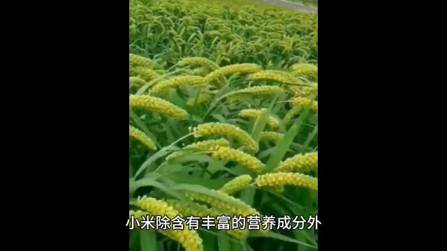 小米小知识