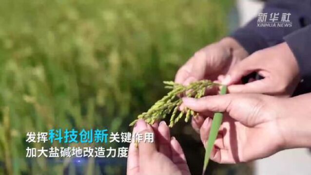 唤醒“沉睡”的盐碱地