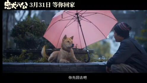 忠犬八公，总有生命为治愈你而来