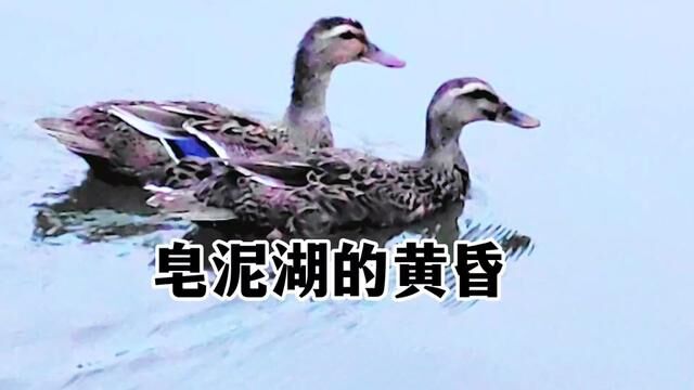 浠水南城皂泥湖的黄昏#城中湖 #浠水