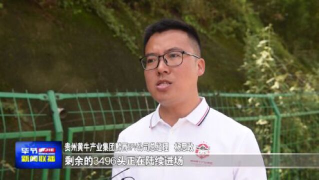 黔西:树立肉牛“新标杆”打造强市“新名片”