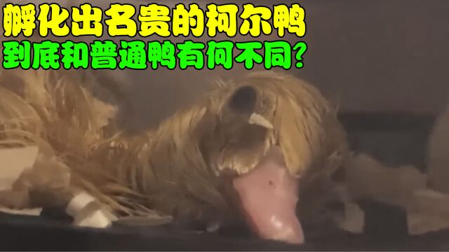 小哥买来6枚网红的柯尔鸭蛋,终于成功孵化出来了!