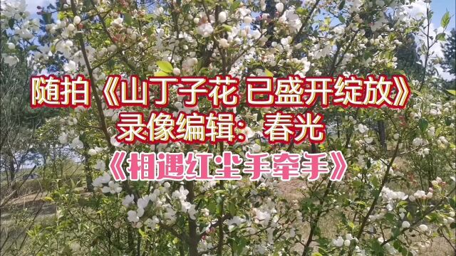 随拍《山丁子花 已盛开绽放》图文配乐 字幕编辑:春光