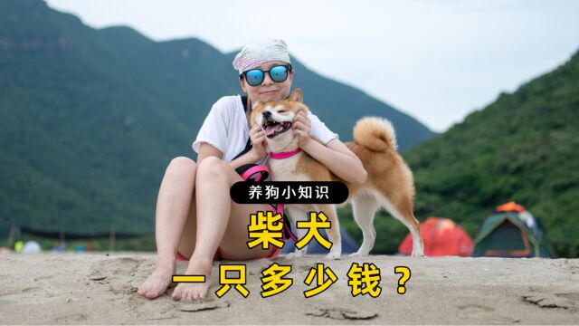 柴犬 一只 多少钱?