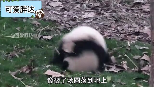 熊猫打滚就像是汤圆滚到了地上,把芝麻馅都给滚出来了!