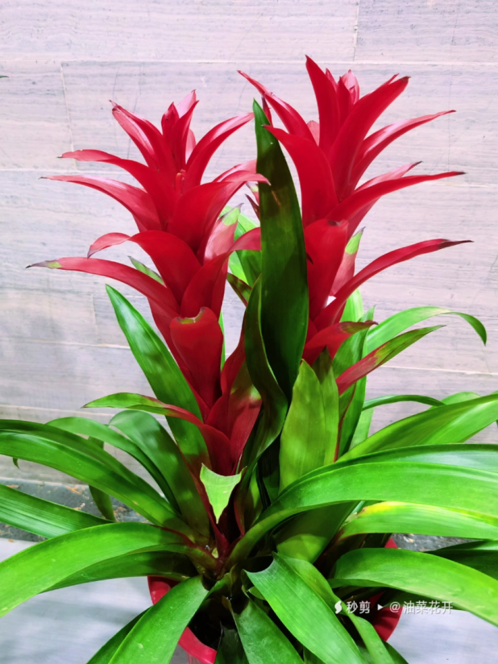 植物百科——水塔花【栗茂腾博主】