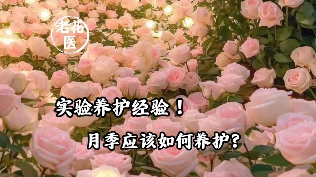 实验养护经验!月季应该如何养护?