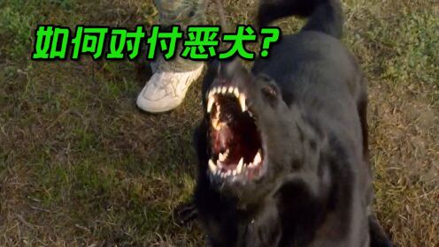 如何通过恶犬守卫的大门?恐吓和利诱哪种效果更好?流言终结者_高清1080P在线观看平台_腾讯视频