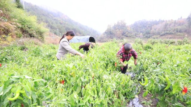 城步:做强“五香”产业 助力苗乡乡村振兴