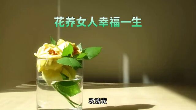 玫瑰花养血调经的“花中皇后”“玫瑰非奇卉也,然可食可佩”.