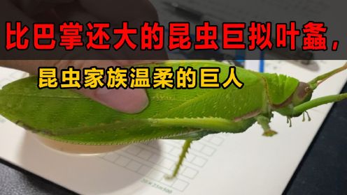 比巴掌还大的昆虫巨拟叶螽，昆虫家族温柔的巨人