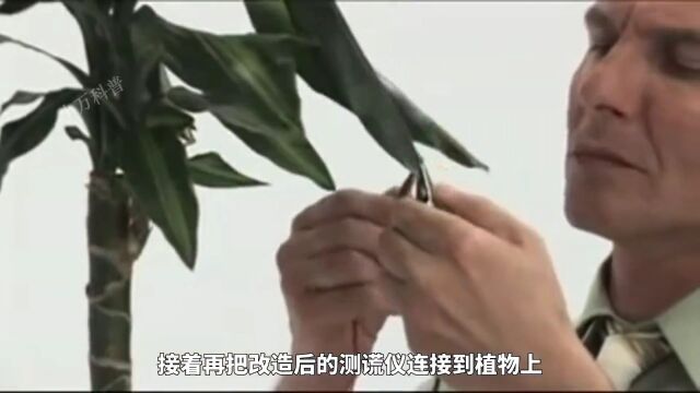 植物是否会存在意识呢?